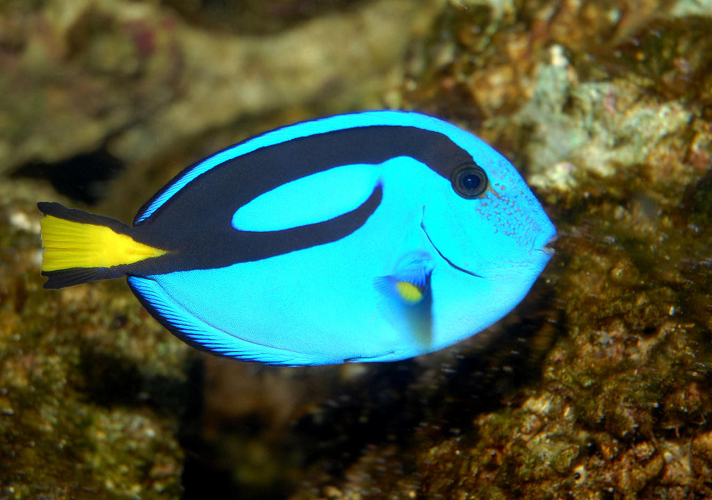 Paracanthurus hepatus